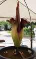 Amorphophallus Titanum